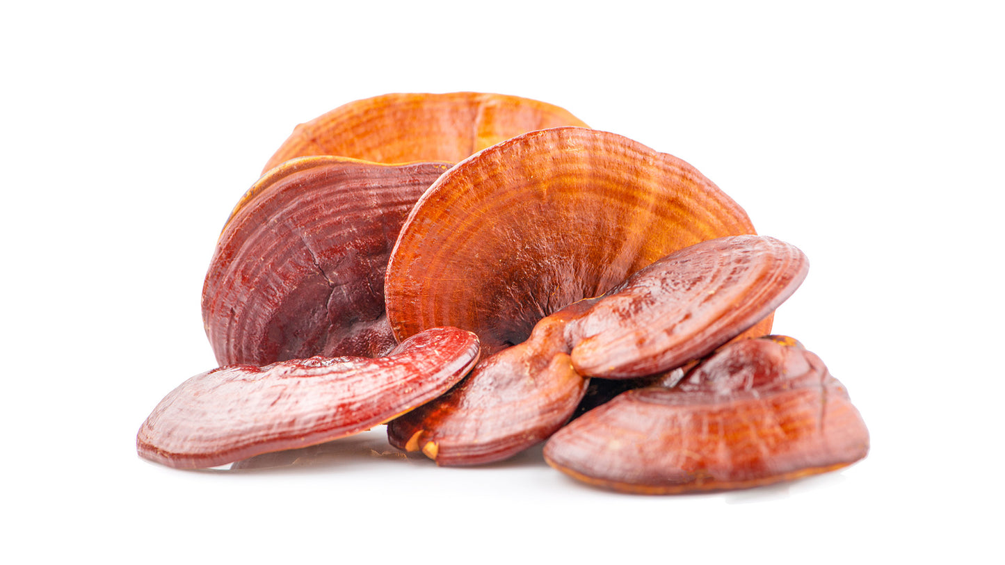 reishi (Ganoderma lingzhi) mushroom
