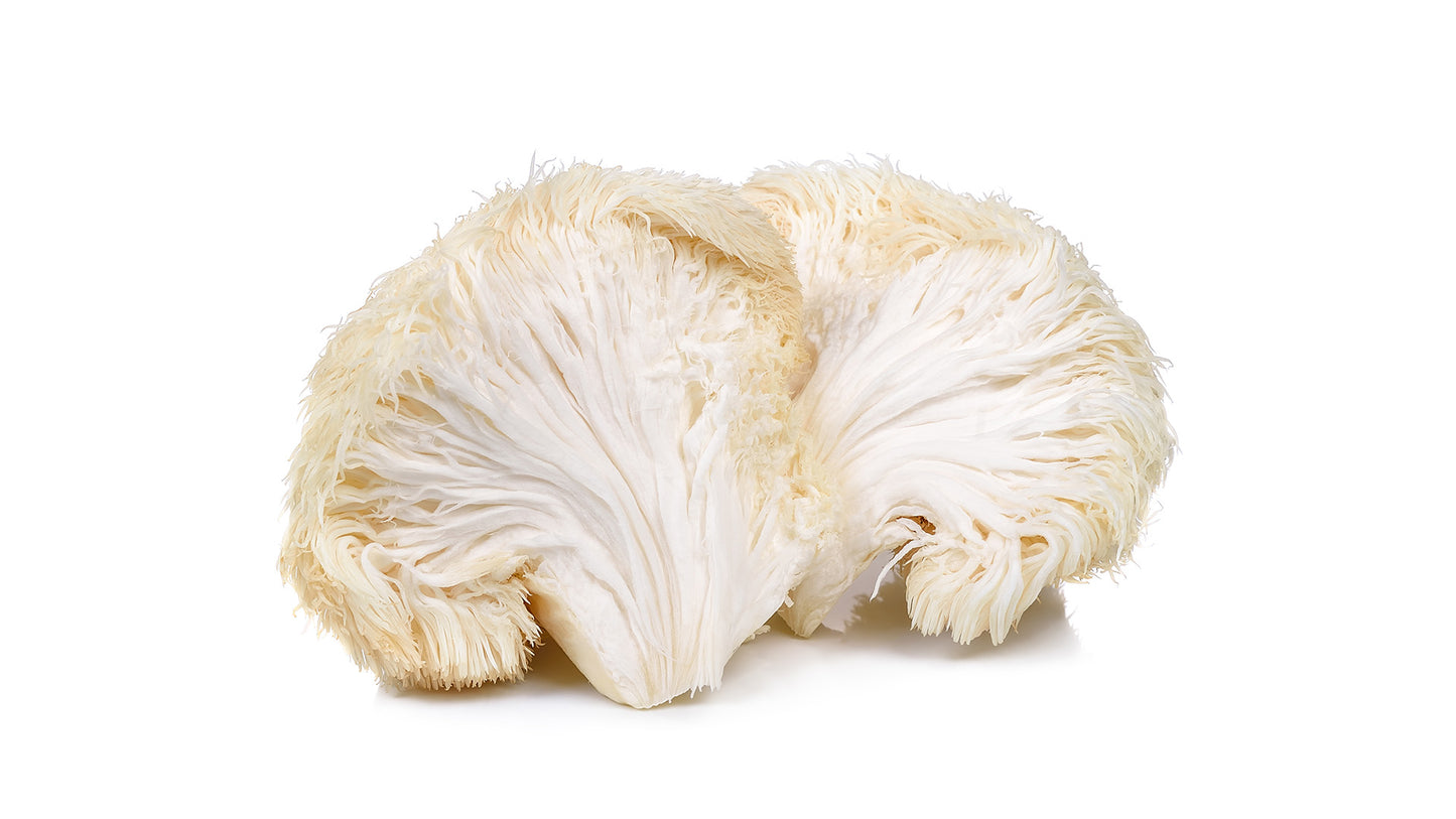 cross-cut of lion's mane mushroom