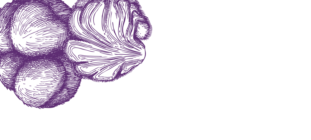 purple sketch of lion's mane mushroom on upper left